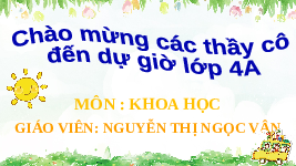 Giáo án điện tử Khoa học 4 Bài 19 Chân trời sáng tạo: Sự đa dạng của nấm