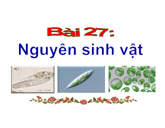 Bài 33: Đa dạng sinh học | Bài giảng PowerPoint KHTN 6 | Chân trời sáng tạo