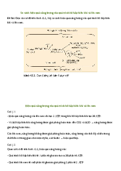 So sánh hiệu quả năng lượng của quá trình hô hấp hiếu khí và lên men| Kết nối tri thức