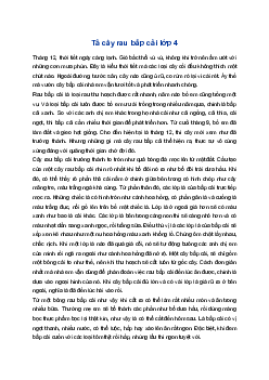 Tả cây rau bắp cải | Tập làm văn 4