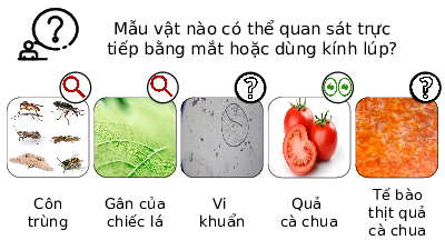 Chương1. Bài 4 - Sử dụng kính hiển vi quang học | Bài giảng PowerPoint Khoa học tự nhiên 6 | Kết nối tri thức