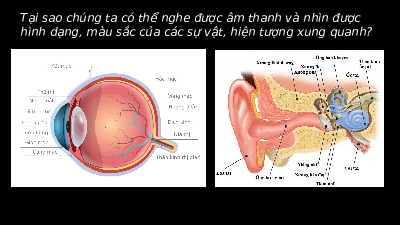 Giáo án điện tử Khoa học tự nhiên 8 Bài 34 Cánh diều: Hệ thần kinh và các giác quan ở người