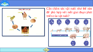 Giáo án điện tử Công nghệ 7 Bài 10 Chân trời sáng tạo: Kĩ thuật nuôi dưỡng và chăm sóc vật nuôi