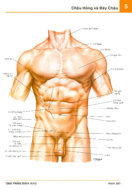 Chương 5: Chậu hông và đáy chậu môn Giải phẫu | Trường Đại học Y Dược, Đại học Quốc gia Hà Nội
