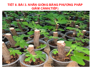 Bài giảng điện tử môn Công nghệ 7 Bài 3: Nhân giống cây trồng (Tiết 8) | Cánh diều
