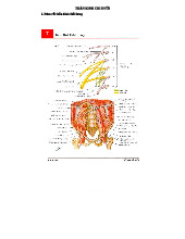 Đám Rối Thần Kinh Thắt Lưng và Cùng - THẦN KINH CHI DƯỚI