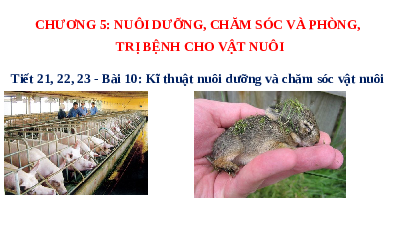 Giáo án điện tử Công nghệ 7 Bài 10 Chân trời sáng tạo: Kĩ thuật nuôi dưỡng và chăm sóc vật nuôi