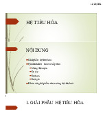 Bài giảng Hệ Tiêu Hóa | Đại học Nguyễn Tất Thành