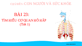 Giáo án điện tử Tự nhiên và Xã hội 2 Bài 23 Kết nối tri thức: Tìm hiểu cơ quan hô hấp