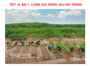 Bài giảng điện tử môn Công nghệ 7 Bài 7: Bảo vệ rừng (Tiết 14) | Cánh diều