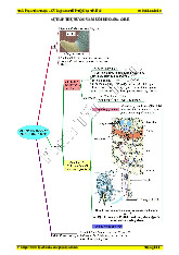 Sinh Học 11 - Sơ Đồ Tư Duy Về Hấp Thụ và Vận Chuyển Chất