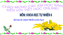 Giáo án điện tử Khoa học tự nhiên 6 bài 30 Chân trời sáng tạo : Thực hành phân loại thực vật