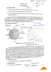 Virus Cúm: Cấu Trúc, Khả Năng Gây Bệnh và Phương Pháp Chẩn Đoán môn Lý sinh | Trường Đại Học Y Dược Thái Bình