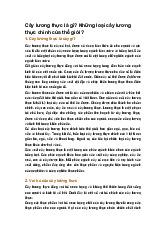 Cây lương thực là gì? Những loại cây lương thực chính của thế giới?