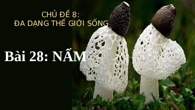 Bài 28: Nấm | Bài giảng PowerPoint KHTN 6 | Chân trời sáng tạo
