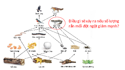 Giáo án điện tử Khoa học tự nhiên 8 Bài 46 Kết nối tri thức: Cân bằng tự nhiên