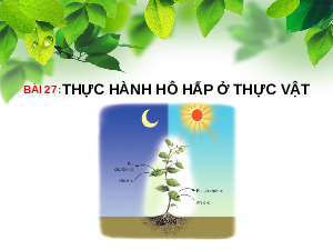 Bài giảng điện tử môn Khoa học tự nhiên 7  Sinh Học Bài 27: Thực hành: Hô hấp ở thực vật | Kết nối tri thức