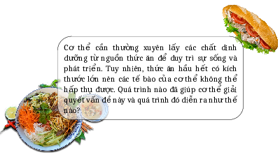 Giáo án điện tử Khoa học tự nhiên 8 Bài 32 Kết nối tri thức: Dinh dưỡng và tiêu hóa ở người