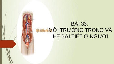 Giáo án điện tử Khoa học tự nhiên 8 Bài 33 Cánh diều: Môi trường trong cơ thể và hệ bài tiết ở người