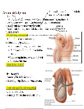 HỆ SINH DỤC NAM: CẤU TRÚC VÀ CHỨC NĂNG CÁC CƠ QUAN môn Sinh học | Trường Đại Học Y Dược Thái Bình