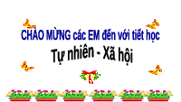 Giáo án điện tử Tiếng việt 1 Chân trời sáng tạo: Cả nhà thương nhau