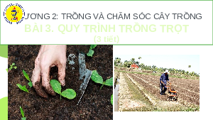 Giáo án điện tử Công nghệ 7 Bài 3 Chân trời sáng tạo: Quy trình trồng trọt