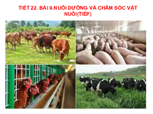 Bài giảng điện tử môn Công nghệ 7 Bài 9: Nuôi dưỡng và chăm sóc vật nuôi (Tiết 22) | Cánh diều