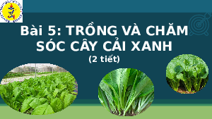 Giáo án điện tử Công nghệ 7 Bài 5 Chân trời sáng tạo: Trồng và chăm sóc cây cải xanh
