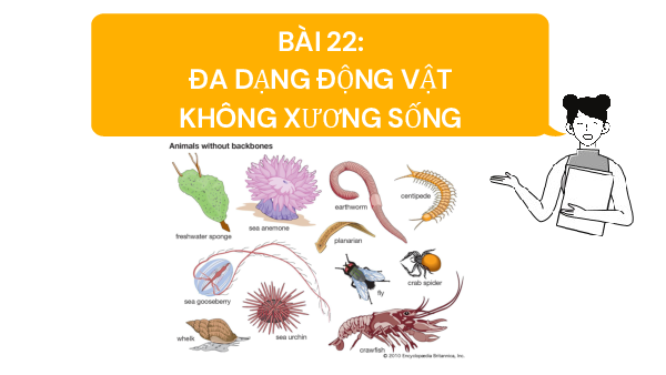 Chủ đề 8. Bài 22: Đa dạng động vật không xương sống | Bài giảng PowerPoint KHTN 6 | Cánh diều