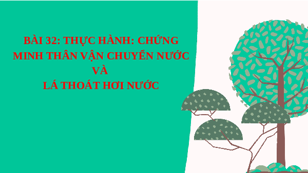 Giáo án điện tử Khoa học tự nhiên 7 bài 32 Kết nối tri thức : Thực hành Chứng minh thân vận chuyển nước và lá thoát hơi nước