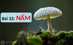 Giáo án điện tử Khoa học tự nhiên 6 bài 32 Chân trời sáng tạo : Nấm