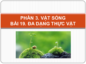 Chủ đề 8. Bài 19: Đa dạng thực vật | Bài giảng PowerPoint KHTN 6 | Cánh diều