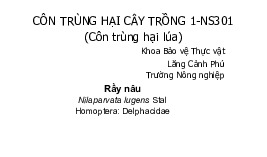 Côn Trùng Hại Cây Trồng (2020-2021): Nâu Rầy và Biện Pháp Phòng Trị | Môn Bảo vệ thực vật - Đại học Cần Thơ