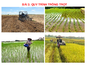 Giáo án điện tử Công nghệ 7 Bài 3 Chân trời sáng tạo: Quy trình trồng trọt