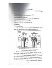 Gãy Mâm Chày: Nguyên Nhân, Phân Loại và Điều Trị môn Giải phẫu | Trường Đại Học Y Dược Thái Bình