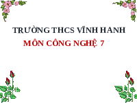 Giáo án điện tử Công nghệ 7 Bài 11 Chân trời sáng tạo: Kĩ thuật chăn nuôi gà thịt thả vườn