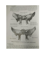 Xương - Tài liệu ôn thi Giải Phẫu | Đại học Y Dược Thành phố Hồ Chí Minh