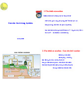 Tổng hợp các chu trình thường gặp trong tự nhiên | Lí thuyết Sinh trưởng và phát triển thực vật | Trường Đại học khoa học Tự nhiên