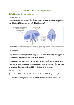 Bài 13: Cảm ứng ở động vật | Giải Sinh 11 Cánh diều