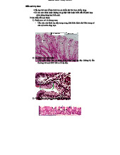 Biểu Mô Trụ Đơn: Cấu Trúc & Chức Năng Mô Học