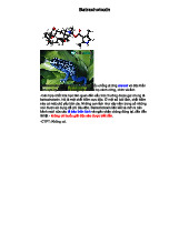 Hóa Học Batrachotoxin: Độc Tính và Cấu Trúc Sinh Hóa