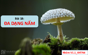 Chủ đề 8. bài 8: Đa dạng nấm | Bài giảng PowerPoint KHTN 6 | Cánh diều