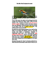 The Life Cycle and Migration Patterns of the European Bee-Eater