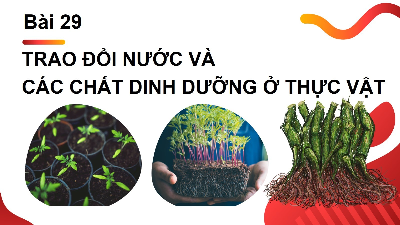 Giáo án điện tử Khoa học tự nhiên 7 bài 29 Chân trời sáng tạo : Trao đổi nước và các chất dinh dưỡng ở thực vật