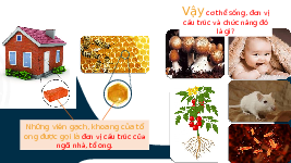 Giáo án điện tử Khoa học tự nhiên 6 bài 17 Chân trời sáng tạo : Tế Bào