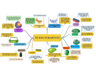 Sơ đồ tư duy tế bào Eukaryote