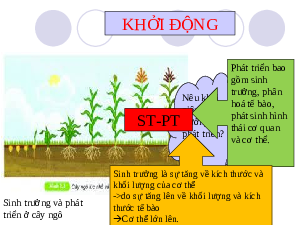 Giáo án điện tử Khoa học tự nhiên 6 bài 37 Kết nối tri thức : Thực hành Quan sát và nhận biết một số nhóm động vật ngoài thiên nhiên