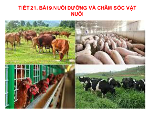 Bài giảng điện tử môn Công nghệ 7 Bài 9: Nuôi dưỡng và chăm sóc vật nuôi (Tiết 21) | Cánh diều