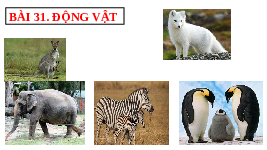 Giáo án điện tử Khoa học tự nhiên 6 bài 31 Chân trời sáng tạo :  Động vật