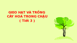 Giáo án điện tử Công nghệ 4 Bài 3 Tiết 3 Chân trời sáng tạo: Gieo hạt và trồng cây hoa trong chậu